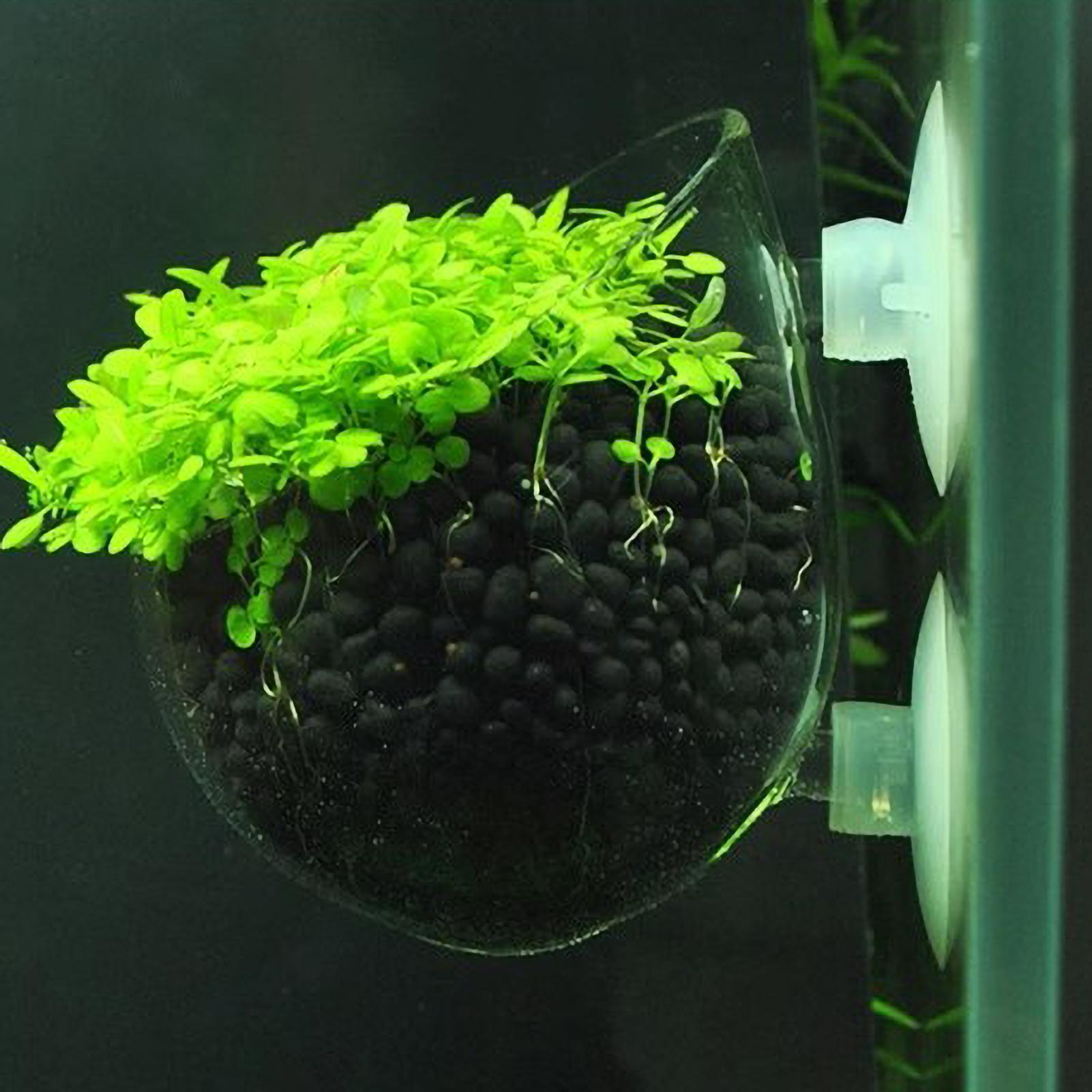 Terrarium Glass Bottle - Tempat Tanaman Akuarium Kaca dengan Suction