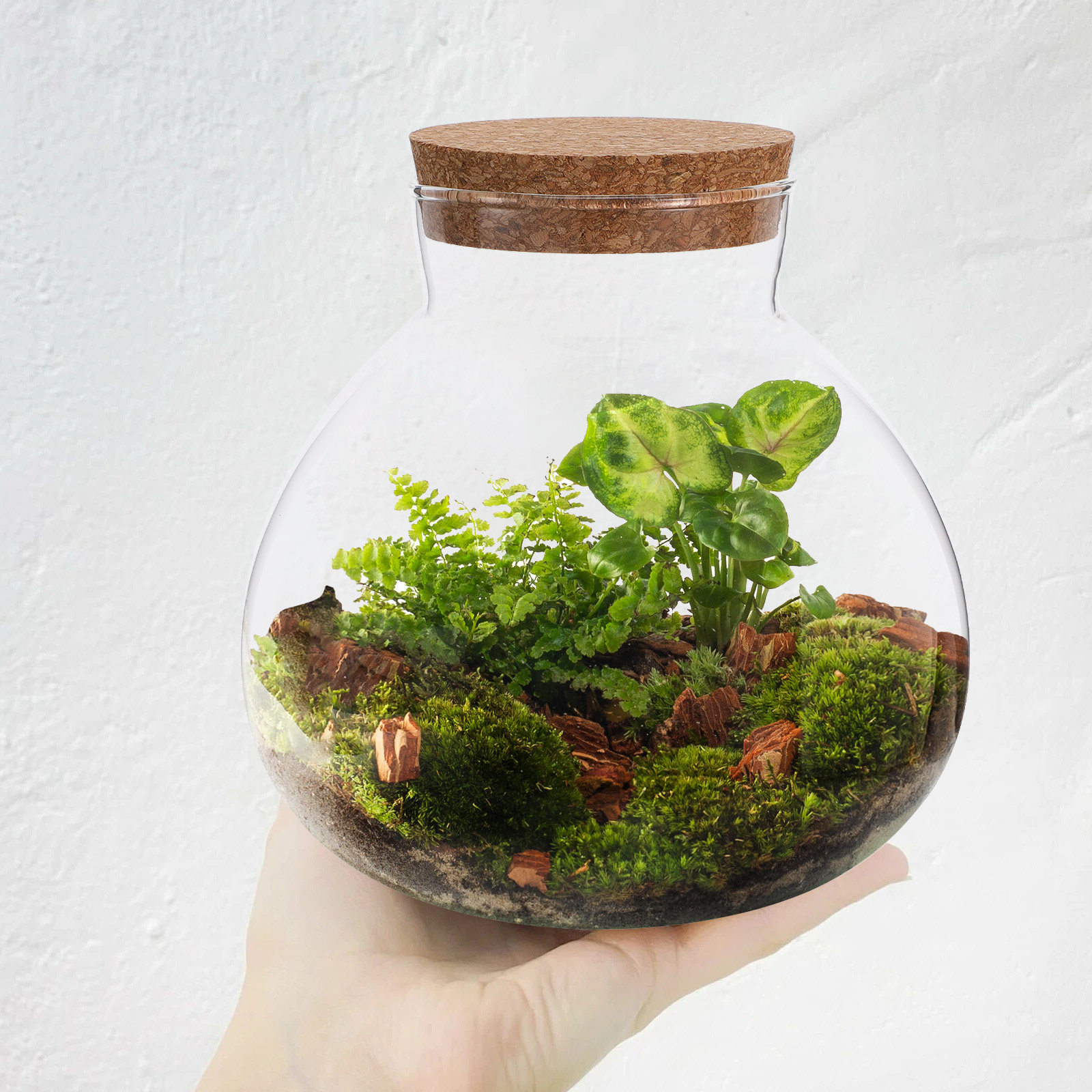 Terrarium Glass Bottle - Botol Terarium Kaca Ekologis 15cmx16cm Tutup