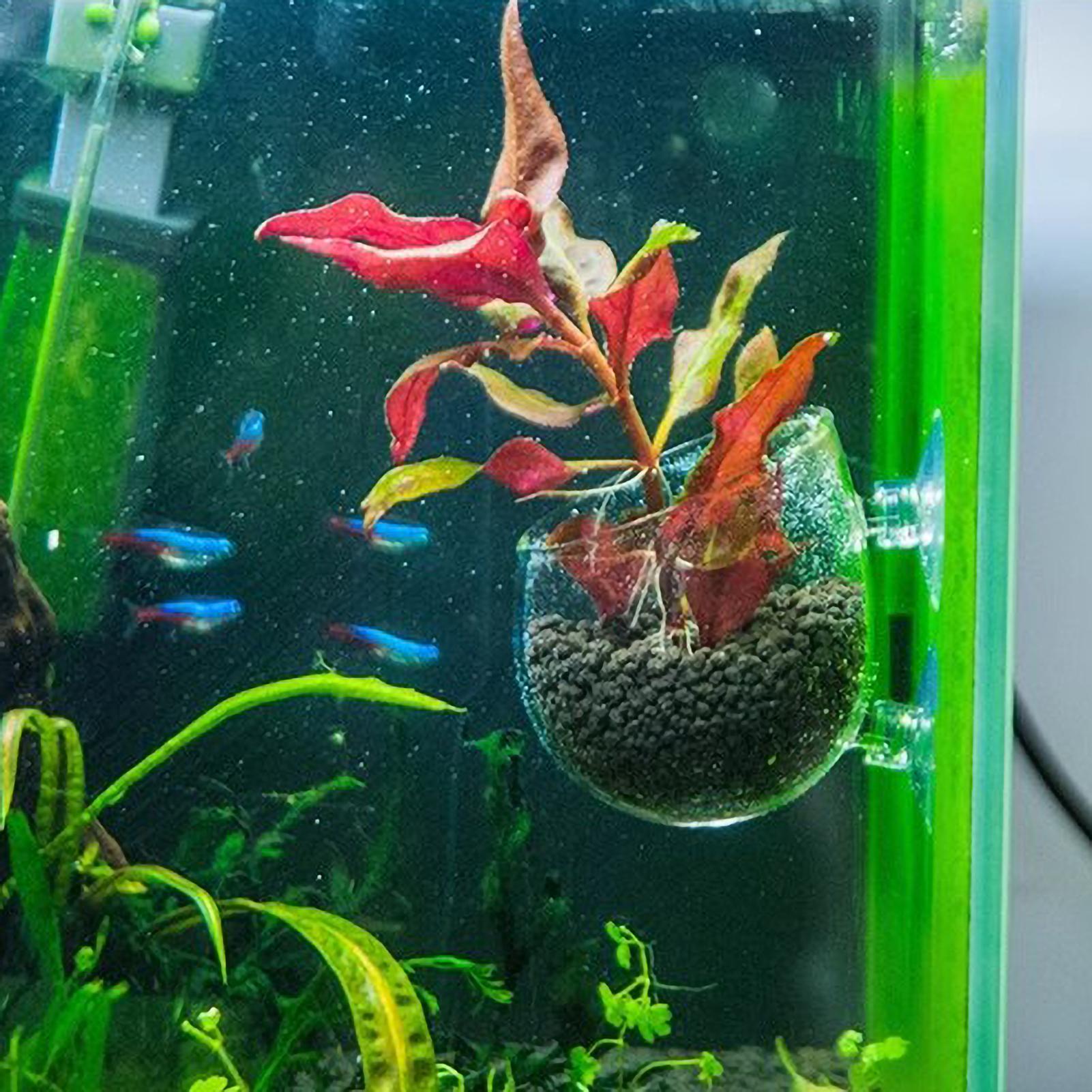 Tempat Tanaman Akuarium Kaca d - Terrarium Glass Bottle ulasan dan harga